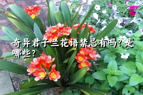 奇异君子兰花语禁忌有吗？是哪些？