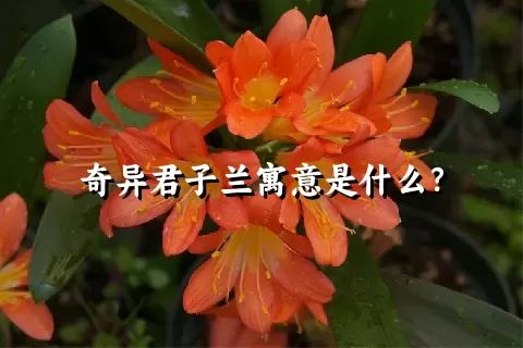 奇异君子兰寓意是什么？