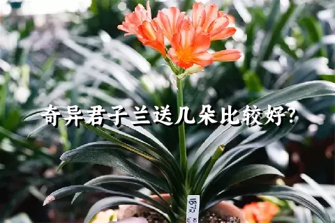 奇异君子兰送几朵比较好？