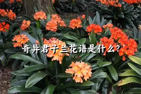 奇异君子兰花语是什么？