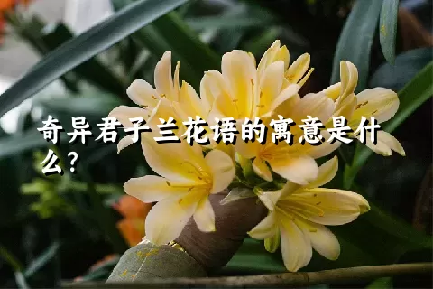 奇异君子兰花语的寓意是什么？