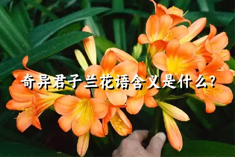 奇异君子兰花语含义是什么？