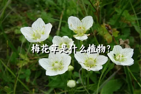 梅花草是什么植物？