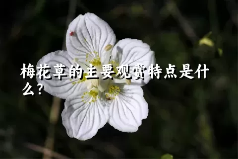 梅花草的主要观赏特点是什么？