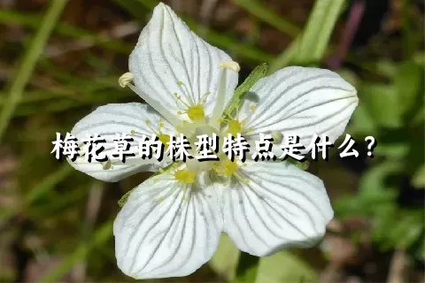 梅花草的株型特点是什么？