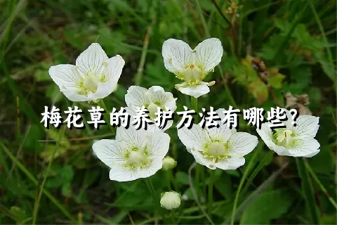 梅花草的养护方法有哪些？