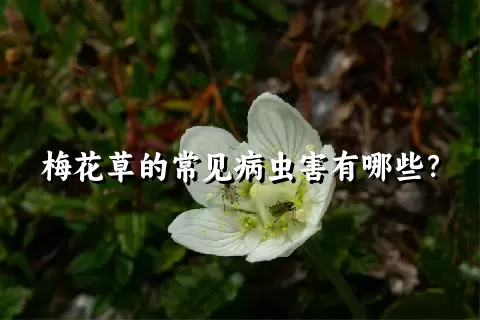 梅花草的常见病虫害有哪些？