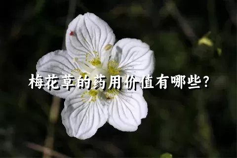 梅花草的药用价值有哪些？