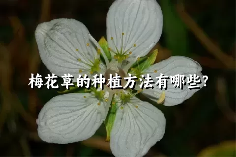 梅花草的种植方法有哪些？