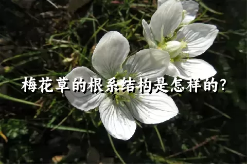 梅花草的根系结构是怎样的？