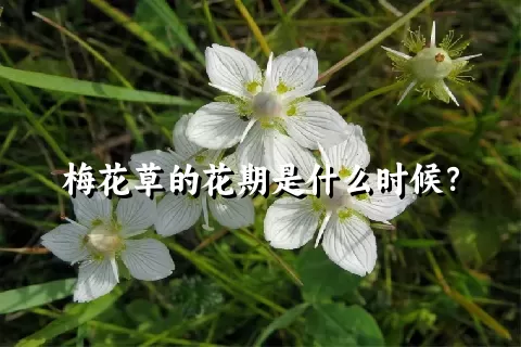 梅花草的花期是什么时候？