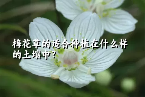 梅花草的适合种植在什么样的土壤中？