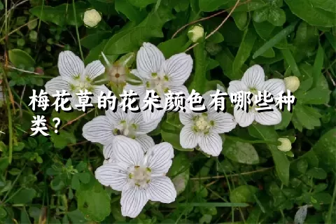 梅花草的花朵颜色有哪些种类？