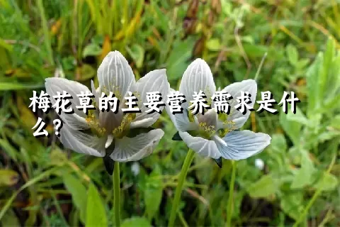 梅花草的主要营养需求是什么？