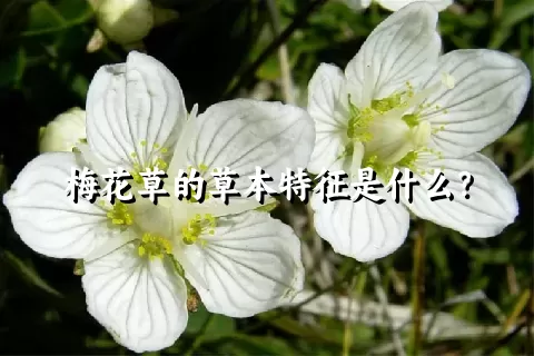 梅花草的草本特征是什么？