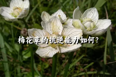 梅花草的抗逆能力如何？