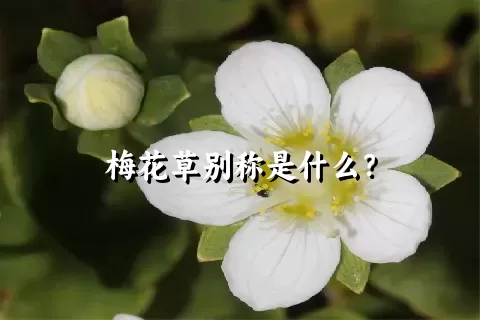 梅花草别称是什么？