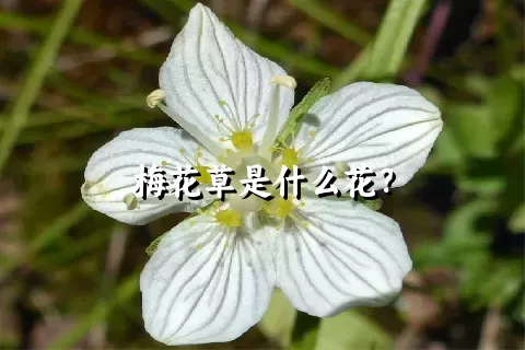 梅花草是什么花？