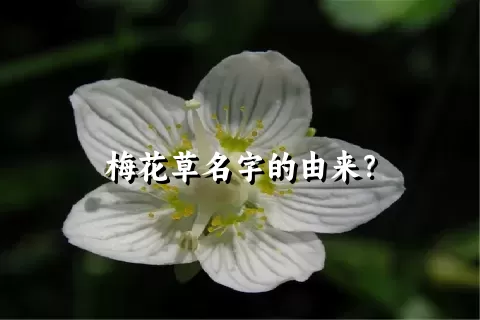 梅花草名字的由来？