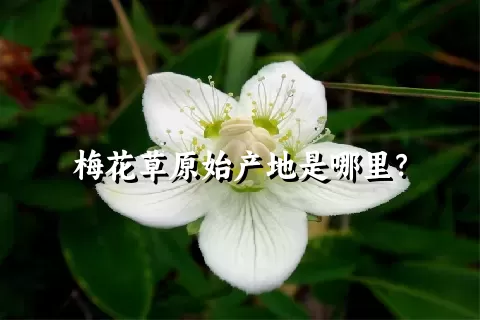 梅花草原始产地是哪里？