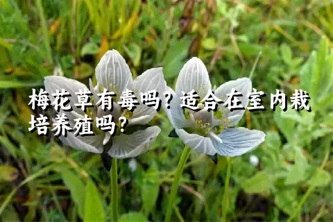 梅花草有毒吗？适合在室内栽培养殖吗？