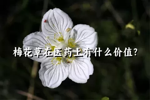 梅花草在医药上有什么价值？