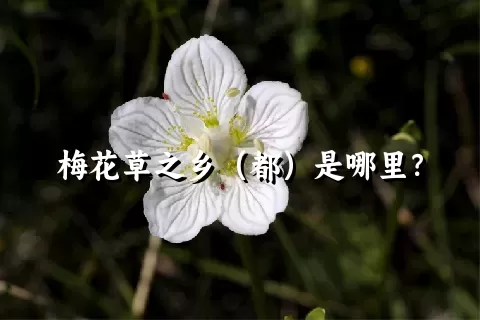 梅花草之乡（都）是哪里？