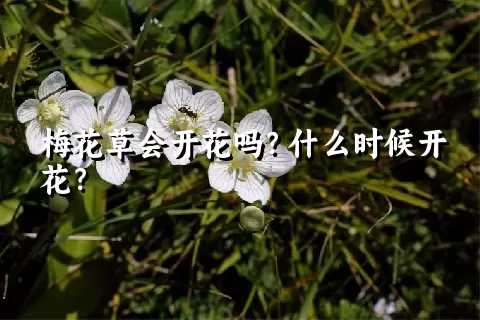 梅花草会开花吗？什么时候开花？