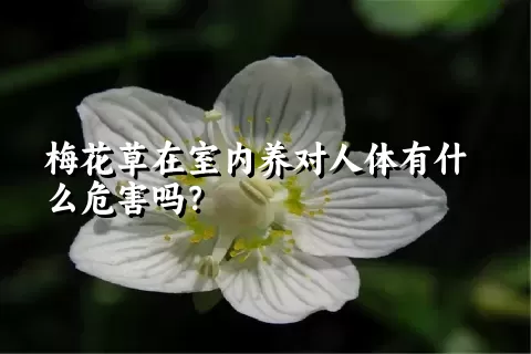 梅花草在室内养对人体有什么危害吗？