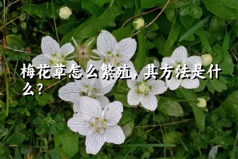 梅花草怎么繁殖，其方法是什么？