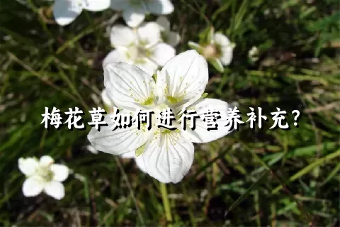 梅花草如何进行营养补充？