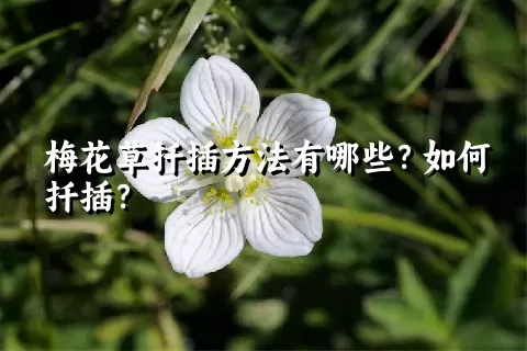 梅花草扦插方法有哪些？如何扦插？