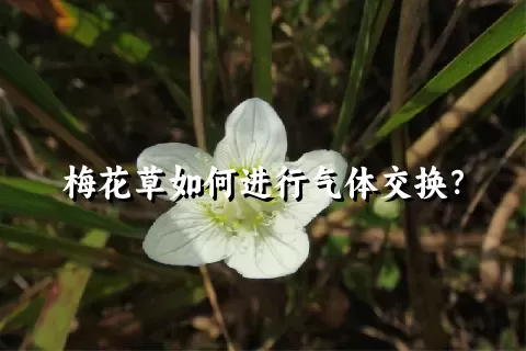 梅花草如何进行气体交换？