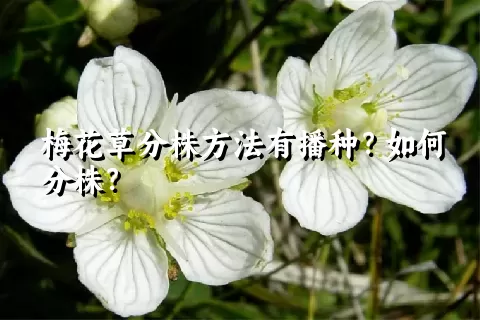 梅花草分株方法有播种？如何分株？