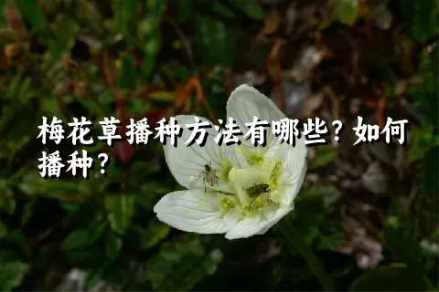 梅花草播种方法有哪些？如何播种？