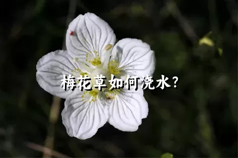 梅花草如何浇水？