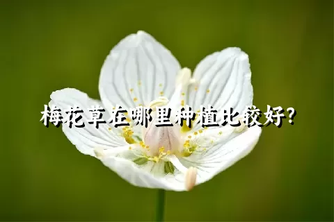 梅花草在哪里种植比较好？