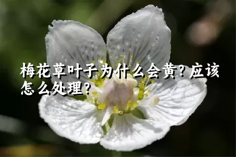 梅花草叶子为什么会黄？应该怎么处理？