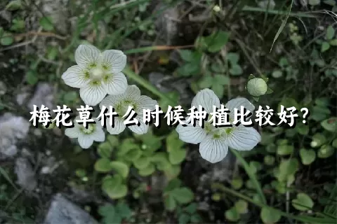 梅花草什么时候种植比较好？