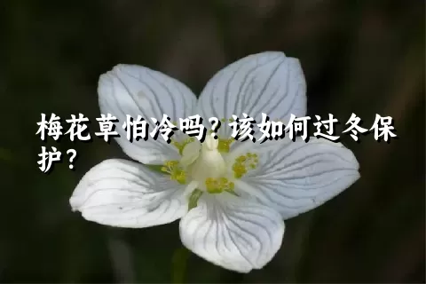 梅花草怕冷吗？该如何过冬保护？