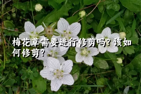 梅花草需要进行修剪吗？该如何修剪？