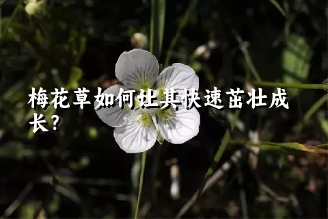 梅花草如何让其快速茁壮成长？