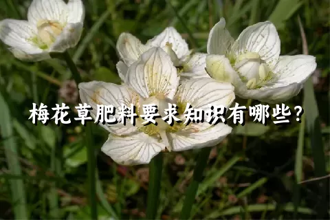 梅花草肥料要求知识有哪些？