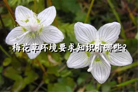 梅花草环境要求知识有哪些？