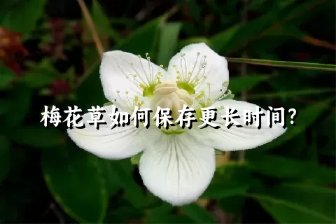 梅花草如何保存更长时间？