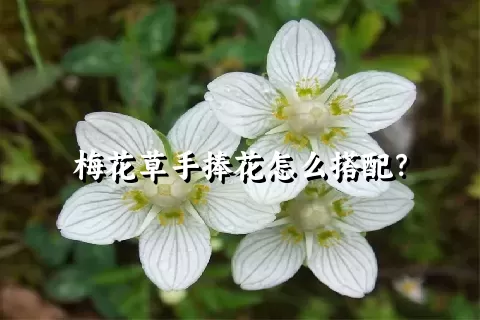 梅花草手捧花怎么搭配？