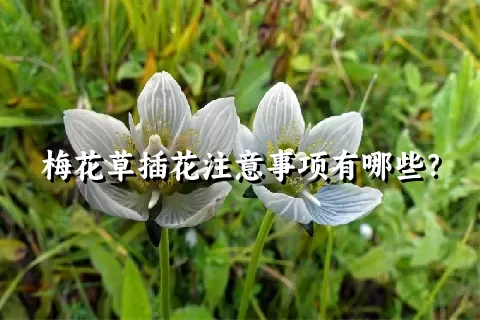 梅花草插花注意事项有哪些？