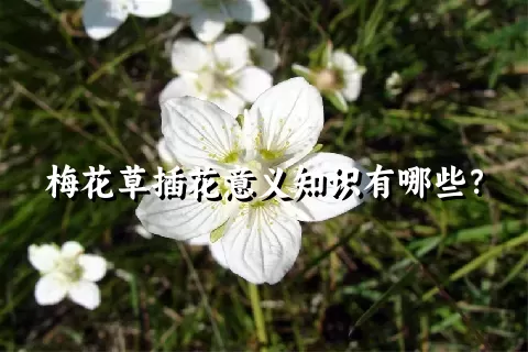 梅花草插花意义知识有哪些？