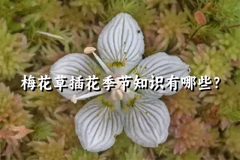 梅花草插花季节知识有哪些？