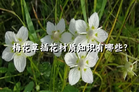 梅花草插花材质知识有哪些？